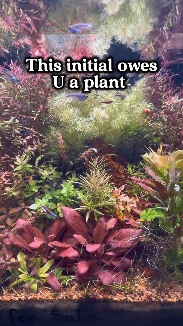 A person with the initial “A” owes you a plant 🌱👀 Tag them below.
Stop by today from 11–6 and check out what’s in stock:
https://www.undertheseanc.com/retail-store #reeftank #aquariumhobby #fishtank #plantedtank #plants