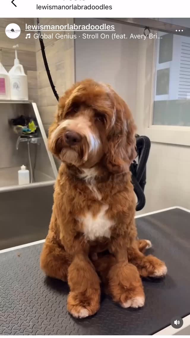 One of our sweet guys @lewismanorlabradoodles