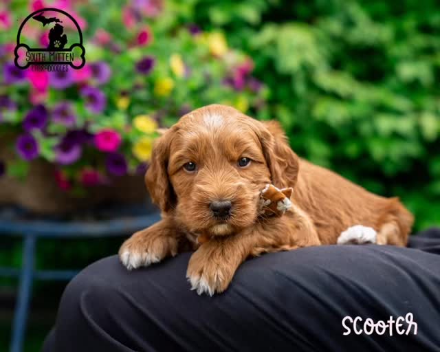 We are up here waiting for real spring to begin (brrrr!) but the Spring Fever litter at almost 5 weeks old are pretty great in the meantime . They are ready to meet some of their excited new families soon! #springfever
.
.
#australianlabradoodle #southmittenlabradoodles #australianlabradoodlepuppy #labradoodles