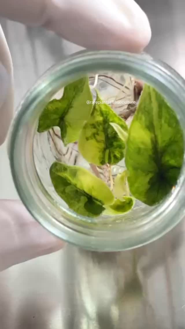 New batch of Jacklyns ready to go!
#rareplantstissueculture #alocasiajacklynvariegata #alocasialover