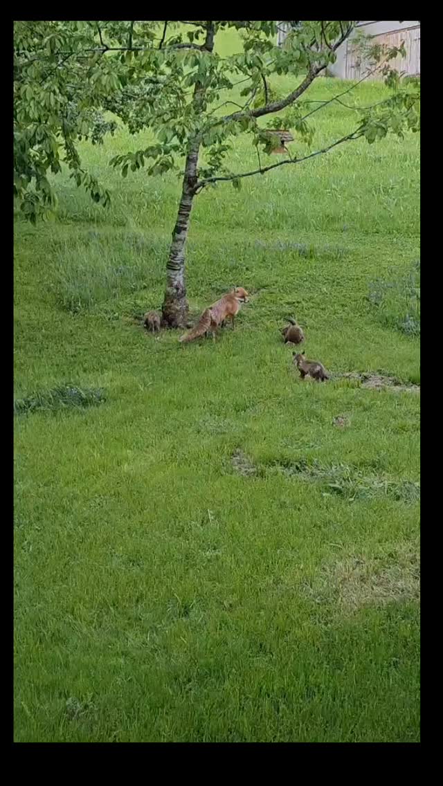 #rotfuchs im Garten✨️🥰❤️🤭