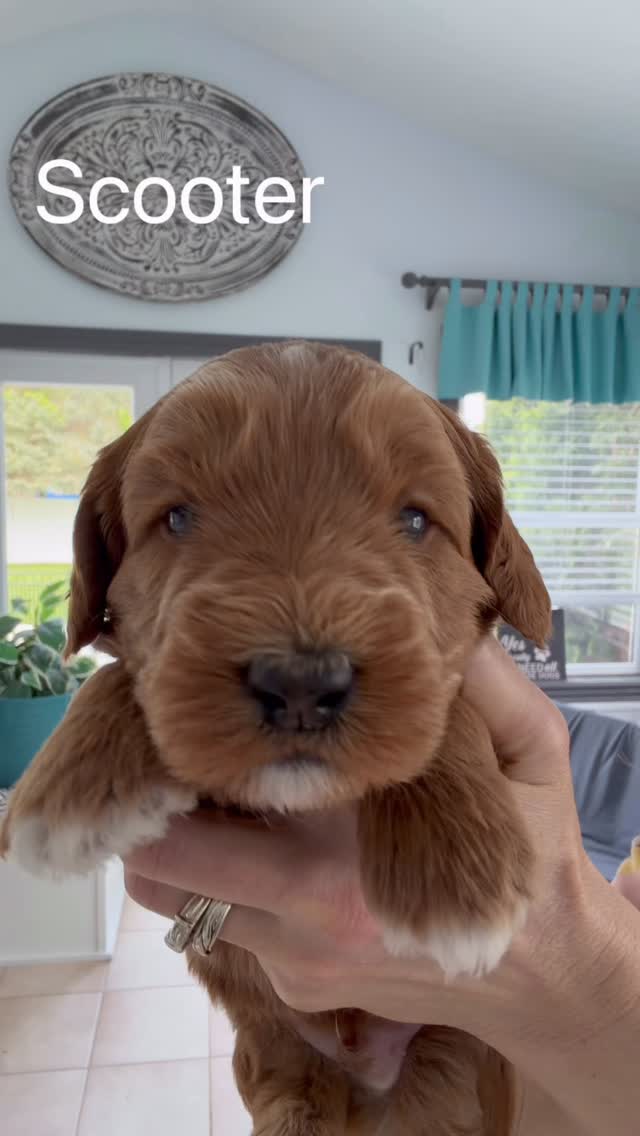 4 weeks of “Spring Fever”! Getting so big and curious about the world and playing with one another ! They have been champs exploring new toys and objects with bravery and curiosity . Next up soon is puppy mush! What a sweet spring crew we have going here ❤️🐾
.
.
#australianlabradoodlepuppy #southmittenlabradoodles #australianlabradoodle #springfever
