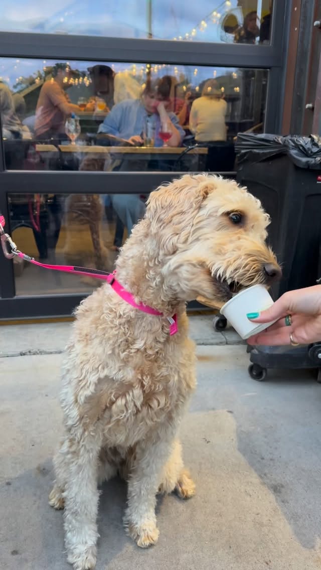 We had SO much fun at Yappy Hour kickoff at the Golden Mill! Live music, rescue pups, creekside vibes, and the best dog-loving community around. PLUS, we finally get to say it 📣 Goldens in Golden returns February 6, 2027! Join us every 1st Thursday all summer long! 🐾🍻