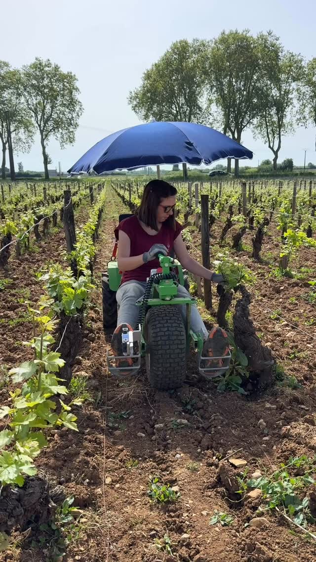 Dans notre parcelle de Pommard “3 Climats”, Charlotte était encore à l’œuvre il y a quelques semaines… 🌱🤍
Ébourgeonner, c’est choisir.
Choisir les bourgeons qui donneront les plus belles grappes.
Chercher l’équilibre, cep après cep. 🍇
Un travail précis, patient, entièrement fait à la main.
Aujourd’hui, Charlotte est en arrêt maternité… 🤰
Mais chaque cep qu’elle a préparé continue son chemin vers le millésime 2026.
Deux vies qui grandissent en même temps. 🌿✨
Si vous aimez voir les coulisses du métier de vigneron, partagez cette vidéo 🍷
Et dites-nous en commentaire : saviez-vous que l’ébourgeonnage influence directement la qualité de la récolte ?
Pommard #Vigneronne #Viticulture #BourgogneWine #TravailDeLaVigne