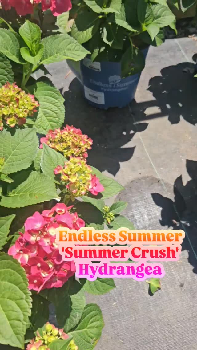 😍Oh you're gonna love Endless Summer's 'Summer Crush' hydrangea!
A Hydrangea macrophylla with a profusion of big, raspberry red or neon purple blooms! 💗💜
☆For raspberry red, the soil pH should be above 6.0 (alkaline). For neon purple, the soil pH should be below 6.0 (acidic). Add garden lime to the soil to raise the pH level; add soil sulfur to encourage lower pH levels.
☆Compact, mounded growth, perfect for a small gardening bed or container pot.
☆Grows to be 18-36" tall and wide.
☆Needs partial sun locations. Morning sun with afternoon shade is perfect. 👌
☆Reblooming variety. Fertilize with a balanced fertilizer once in late winter and again in early summer.
☆Hydrangeas love water. This plant needs regular watering the first year it is planted. We're sharing more detailed watering information in the comments below. ⬇️🫶
3G pots $50
Hydrangea | Garden tips | Planting Zone 7b | Flowers | Plant Nursery | Garden Center