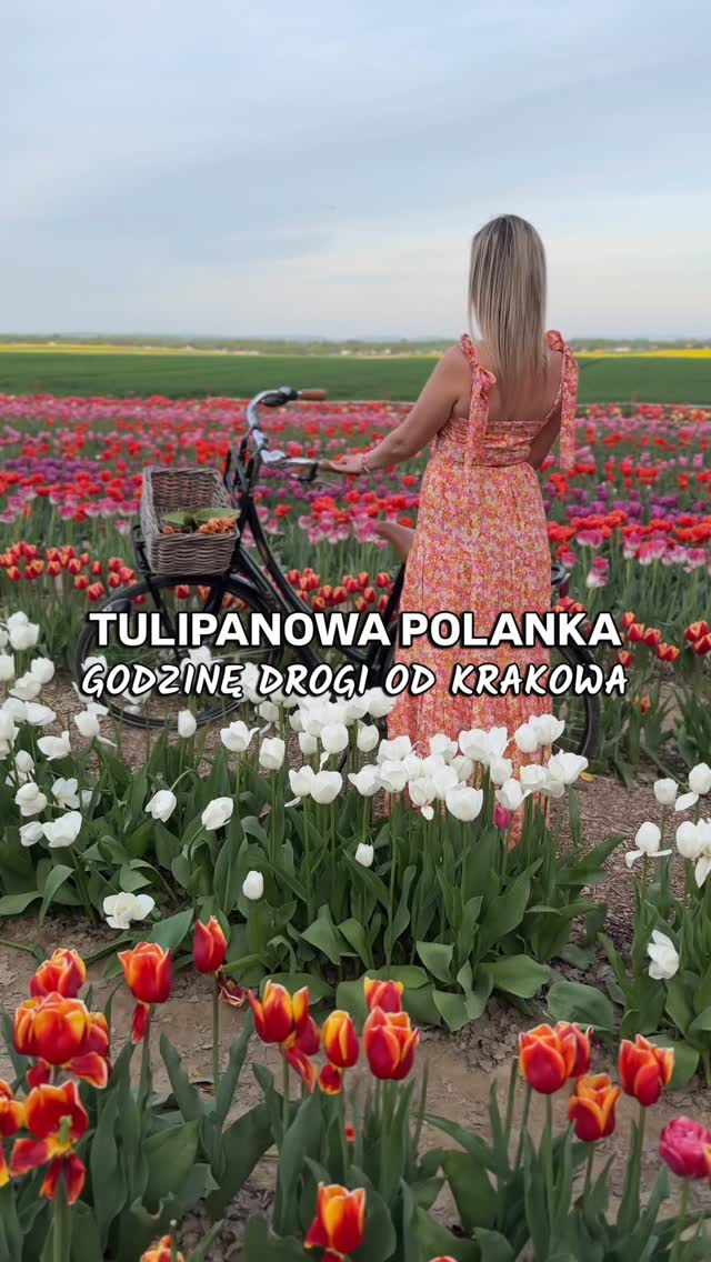 🌷”Mała Holandia” 🌷
Aby spacerować wśród łanów tulipanów, wcale nie trzeba jechać do Holandii 🌷🥰 Pole tulipanów można znaleźć także i w Polsce! A dokładnie w położonej nieopodal Zatora wsi Polanka Wielka.
Miejsce jest czynne 7 dni w tygodniu od 10:00 do 20:00.
Niestety tulipany przekwitają 🌷 Nam w tym roku nie udało się odwiedzić Tulipanowej Polanki. Filmiki mamy z ubiegłego roku 😉 Zachęcam Was do zapisania posta i odwiedzenia tego miejsca za rok😉
📍 @tulipanowa_polanka
Graniczna 70
32-607 Polanka Wielka
Wstęp 27 zł/osoba
W cenie bukiet z 5 tulipanów, które sami ścinacie 😉
Znacie to miejsce?
Obecnie można jeszcze przyjechać kupić tulipany na bukiet w cenie 3 zł/szt
#tulipanowapolanka #krakow #kraków krakowpoland #polskanaweekend #polskajestpiękna