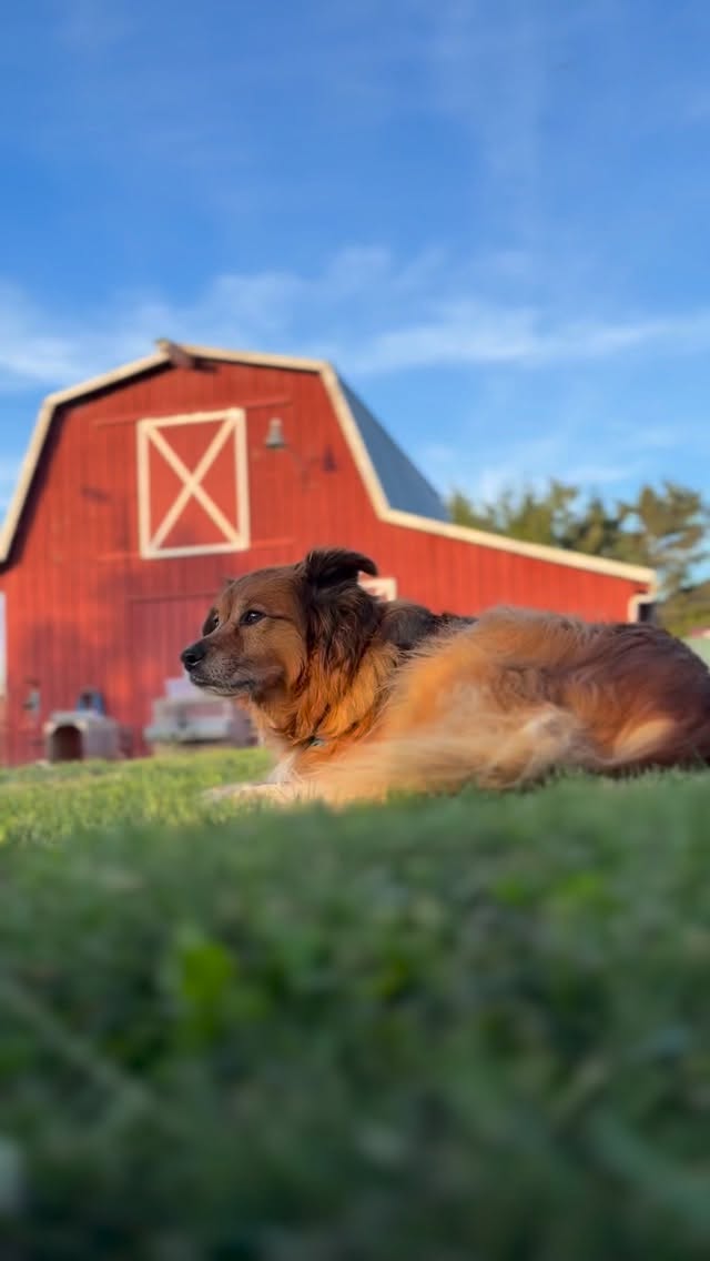 There’s something peaceful about spring evenings on the farm.
The barn settling down for the night, birds singing in the trees, and Loki laid out in the grass just taking it all in.
The boarding dogs love it here.
Dogs have a way of reminding us to slow down and enjoy the simple moments. #farmlife