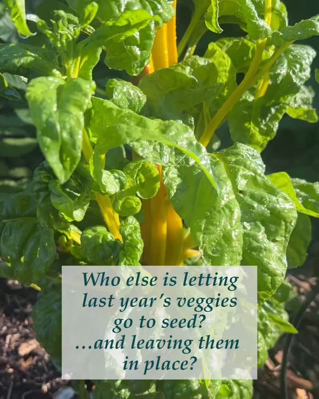 Most people replant their gardens from scratch every year. But… what if we built landscapes that started doing some of that work for us?
Last year I let a radish go to seed instead of pulling it out. This year, volunteer radishes showed up on their own.
A new pumpkin start is coming up from a pumpkin I let rot in place. There are sunflowers growing randomly, fully distributed by nature.
Heck, last year I had two different volunteer tomato plants pop up in the food forest—and they weren’t even from my tomatoes.
No seed packet. No rows. No schedule. Just the next stage of succession unfolding naturally.
Now I’m letting chard, kale, beets and onion go to seed too. Some of them need two years to complete their cycle—and honestly, that’s part of what I love about a food forest mindset. There’s no rush.
My focus is on systems that accumulate easeful abundance over time. I want to see:
> Plants naturalizing
> Diversity filling niches
> Roots staying in the soil
> Seeds reseeding themselves where conditions are right
> Less input, more relationship
Modern gardening often asks us to control everything, but ecosystems work differently. They are in a constant state of adaptation.
The longer I grow this way, the more I lean into curiosity instead of forcing productivity. I’m working with succession instead of constantly resetting it, trusting that resiliency is something built season by season.
Truthfully, this is totally experimental. I have 0 expectations. This process just naturally began to reveal itself by tending to the food forest over these years.
I’ve also never come across anyone else playing with annual veggies going to seed and letting them reseed on their own. Anyone have other successful examples of this?
#foodforest #agroforestry #sustainablelandscaping #permaculture #growfoodnotlawns