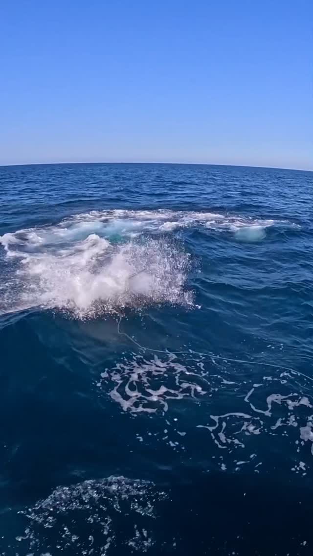 They don’t always runaway. Fish w/ INTENSITY!!!