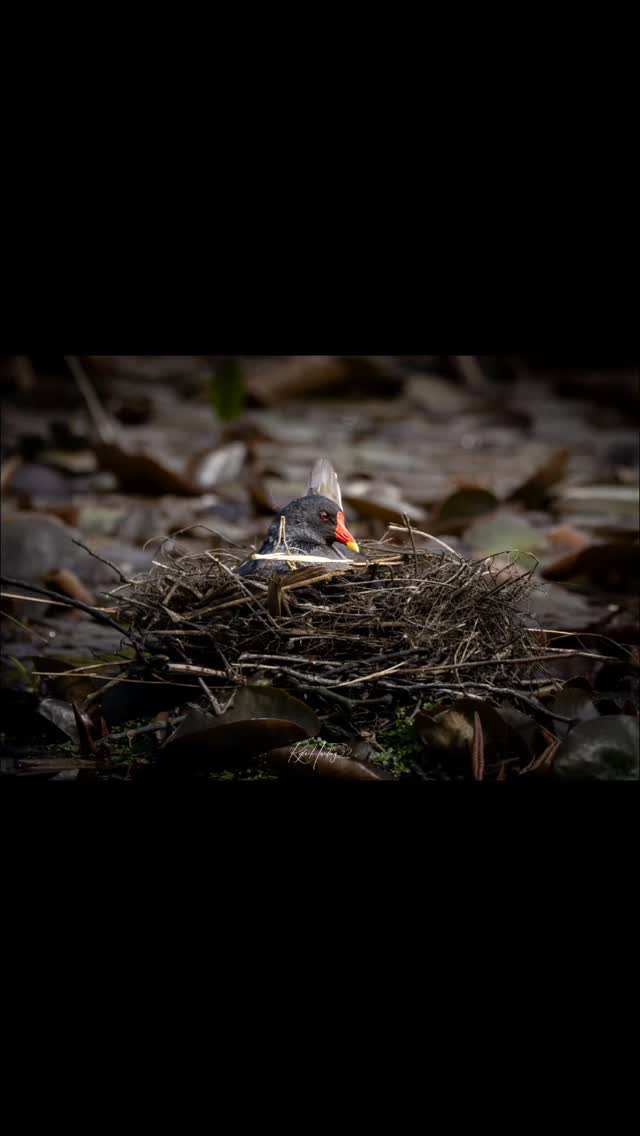 A masterclass in patience. 🦢✨
Spent a quiet afternoon at @spetchleygardens and caught this lovely moment. It’s amazing how tolerant this nesting Moorhen is, letting the ducklings explore her space. Sometimes the best "short films" are the ones happening right at our feet.
#SpetchleyGardens #NaturePhotography #WildlifeLovers #SlowLiving #Moorhen