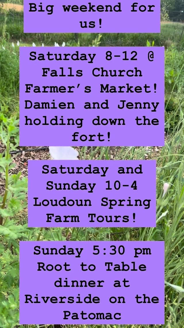 Busy weekend!
Come see Jenny and Damien at the @fallschurchfarmersmarket from 8-12
And/ or at our farm for the #loudounspringfarmtour put on by @loudounvafarms. Far Bungalow will be open to the public from 10am to 4pm on Saturday and Sunday!
I’ll guide a bouquet building demo, and have a stem bar open from 1-2 each day, but flowers will be available for purchase throughout!
@merryfield_hemp and @mixes_by_music will be here too, keeping me company and providing delicious botanical beverages and the other flower crop we all love 😜
On Sunday night our local flowers will be on display along with @hopeflowerfarm as a part of a @roottotableltd dinner at @riversideotp celebrating local food and flowers!
Don’t be a stranger this weekend!