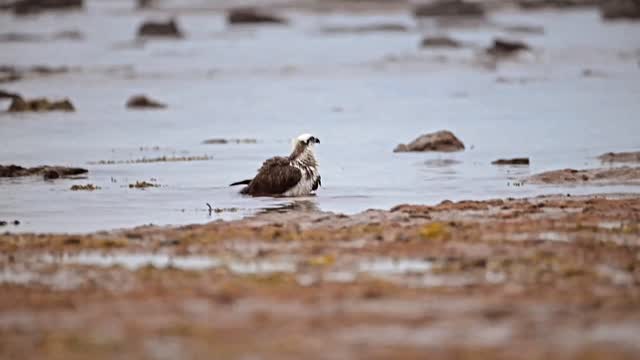 Do you know that person that takes way too long in the shower?
Apparently it happens in the Osprey world as well.
#bird #nikon #birdsofinstagram #birdphotography #nature