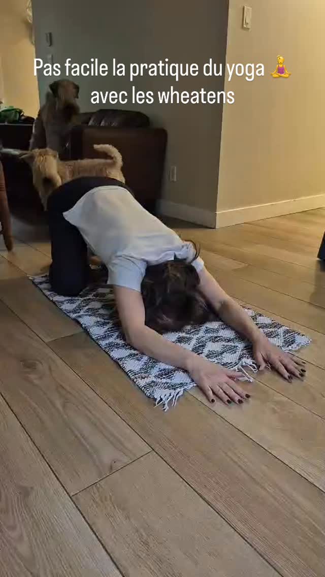 Child pose with the Wheaties #wheatenterriers #dogyoga