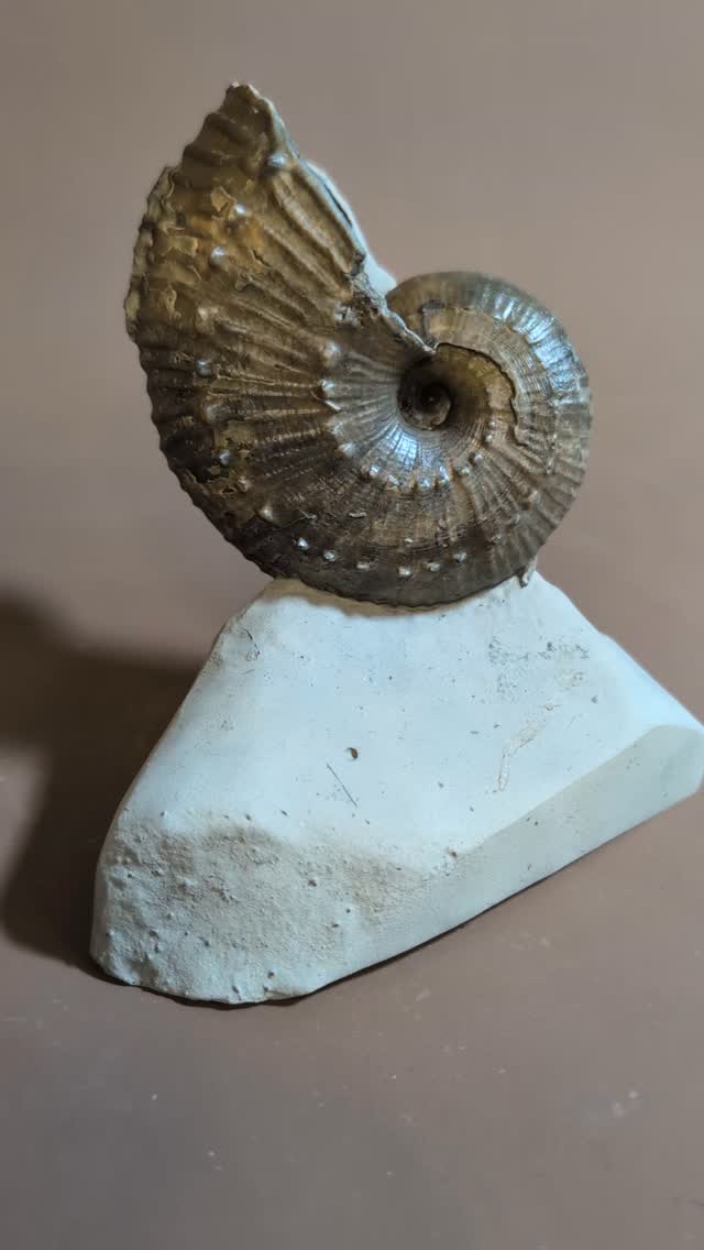 Becheiceras gallicum prepared for @ricbrig.
Some specimens lend themselves to a double-sided prep. Usually because one side is very close to the outer part of the nodule. This piece from the Green Ammonite Bed was one example where it was possible to prep the 'Cats Paw' The first chamber wall of the ammonite after the body chamber. This specimen is from Golden Cap near Lyme Regis and measures 10 cm across.
#ancienthistory #spiral #ammonite #fossils #museum
