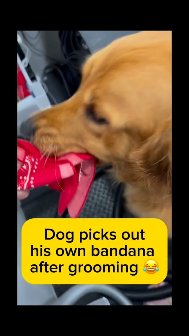 Golden retriever picks out his own bandana from the drawer after the finish of his grooming session with Doggie’s Groom Mobile 😂 Goldens are just too funny 😄💖💖💖 #goldenretriever #dogsoftiktok #ilovedogs #petgrooming #losangeles