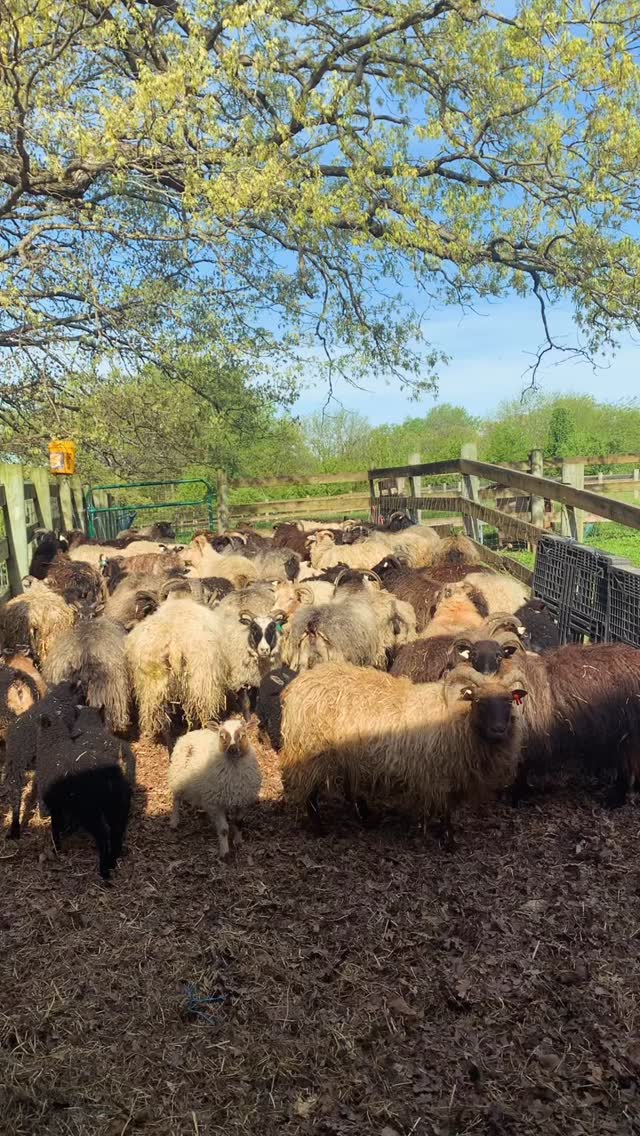 Shearing Day has arrived just in time!
We wait for the post lambing wool break to be completely done. It’s perfect for yarn & hand spinners, no weak points, or breaking off tips. The staple length is healthy & strong from end to end. It also avoids any felted bits that cling to the sheep & the new growth.
It does mean that the first week of May can be really tough if the temperatures rise.
Yet it’s always a balance of one factor or another. We pasture lamb as early in March as possible so the year we sheared late February was terrible. I had to be on guard not to lose lambs. I thought of that this year as we were pelted with cold rain/hail & the ewes tucked their lambs so snugly into their wool we couldn’t see them.
Yet we’ve also had a May where we reached 90 degrees. It was really rough & I left me in awe of their resiliency.
Today is about a week later than I like to shear. I was nervous. I didn’t want to go through another smoldering week. Thankfully the temps stayed below 80 & it’s all coming off today!! 🎉
Stressed sheep at the moment as it showed rain in the forecast, so last night I had to scurry to get them inside. We’ll all be happy when it’s done!
#icelandicsheep #sheepofinstagram #homesteadliving #sheepwool #shearingtime