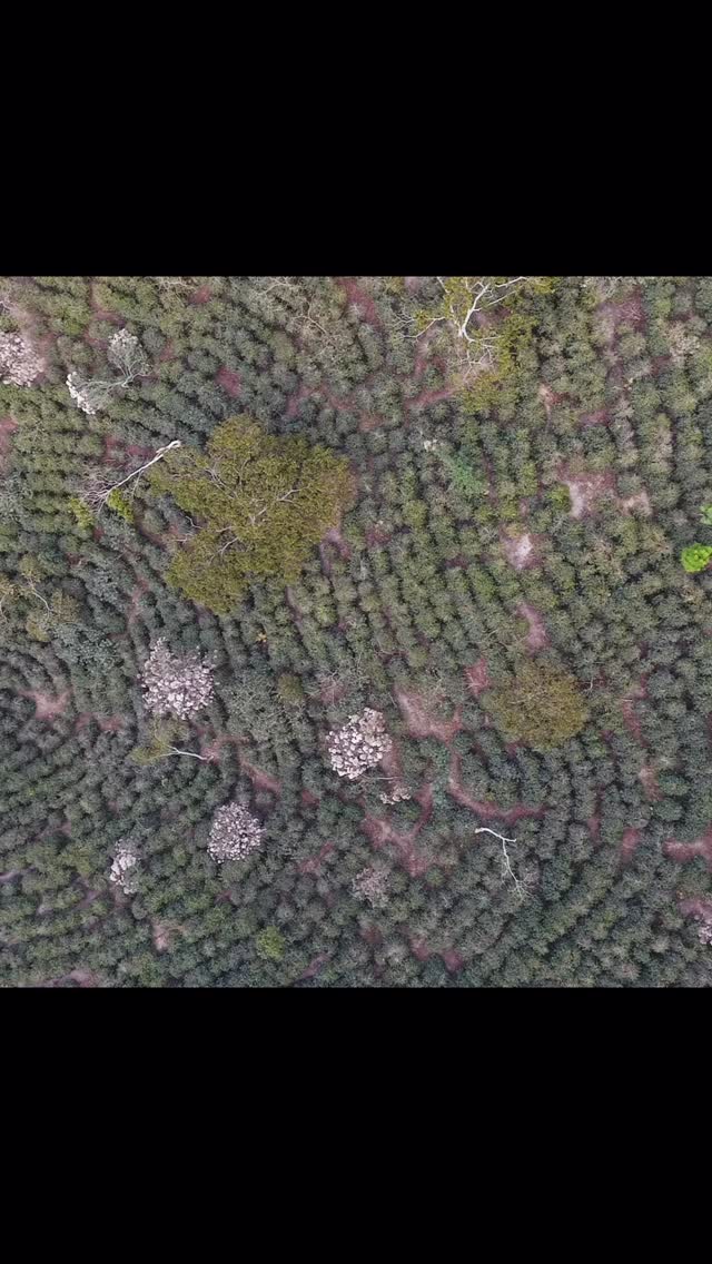 The fingerprint of our terroir#elgigantecoffee #specialtycoffee #coffeeestate #coffeefarm #guatemalancoffee