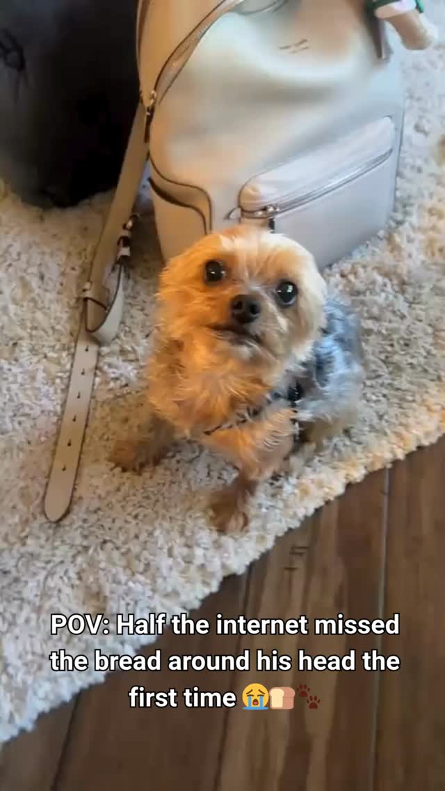 Part 2 because apparently the bread detail flew over some heads 😭🍞🐾
Now that you SEE IT… you can’t unsee it 😂
#yorkietok #yorkie #dogsoftiktok #yorkielife #petsoftiktok