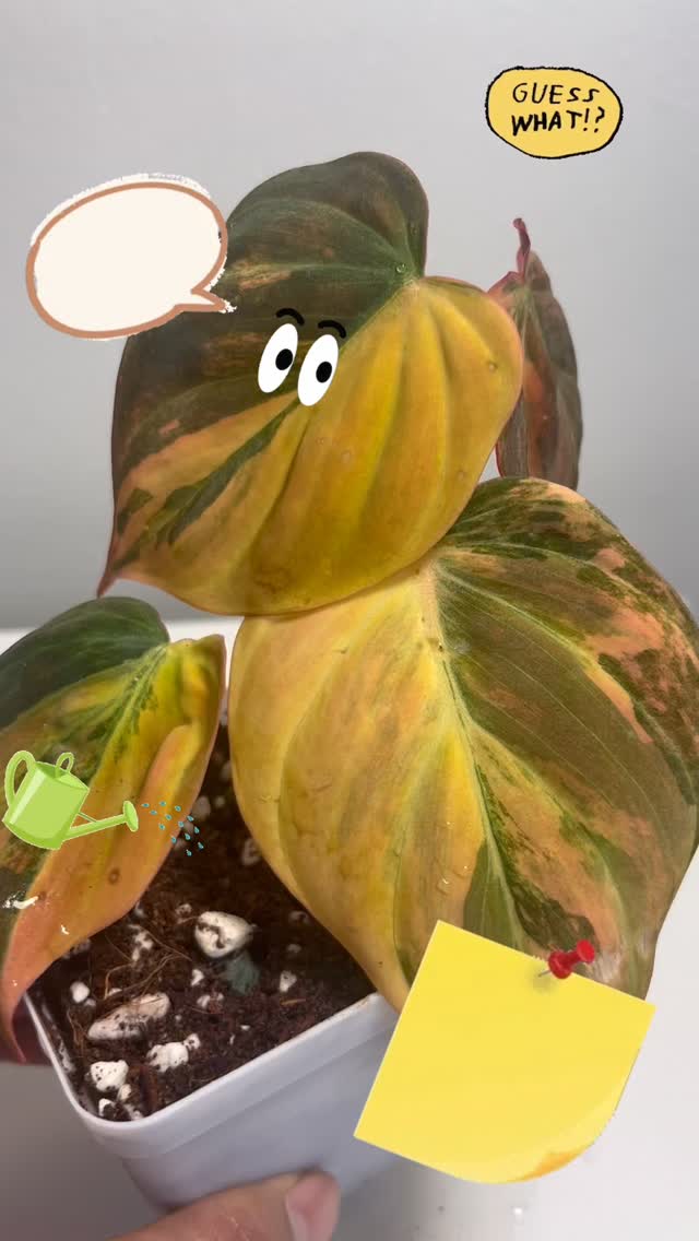 POV: you said “just one plant” 101 plants ago 🌿😭
This one acts expensive, needs emotional support, and still somehow owns the whole room. ✨
DM before it develops another personality trait 👀
#PlantAddict #RarePlants #Philodendron #PlantHumor #shootsia
