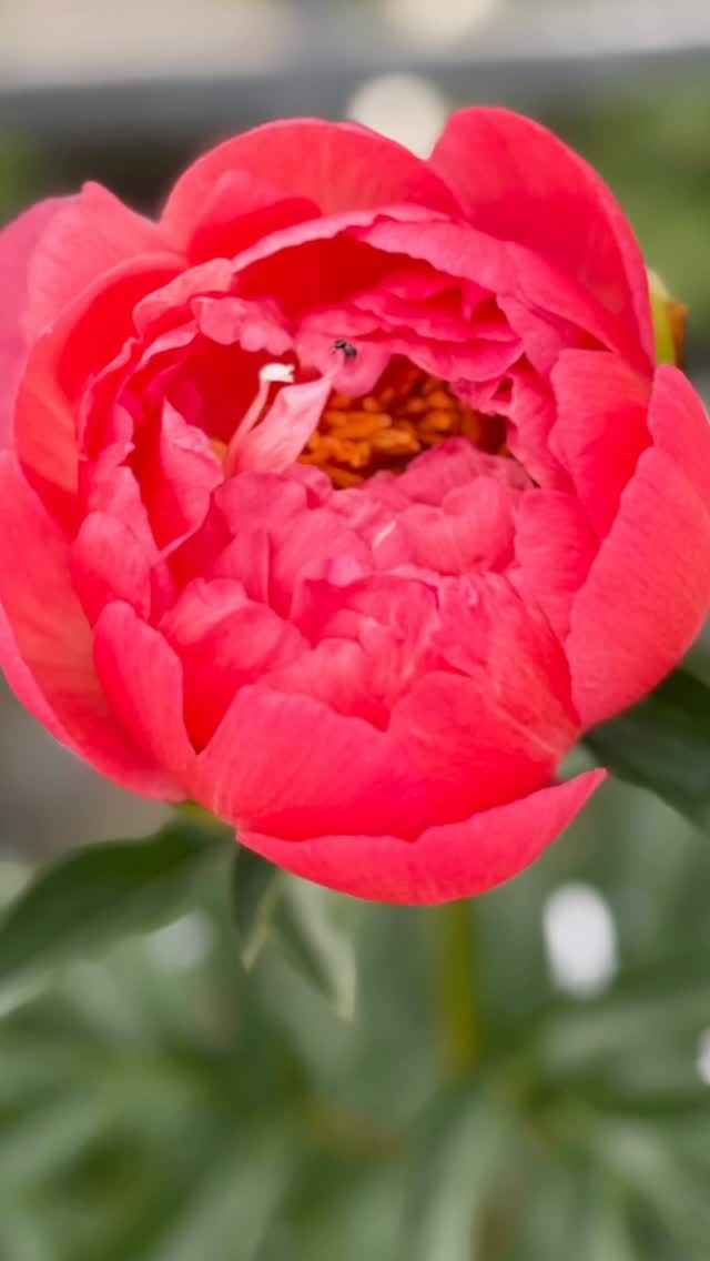 Spring at the garden center 🌿✨🌸
Fresh blooms, new arrivals, and endless inspiration around every corner. The season we’ve all been waiting for is finally here.✨
#gardencenterlife
#familyownedandoperated
#203local
#bestofnorwalk
#darienct