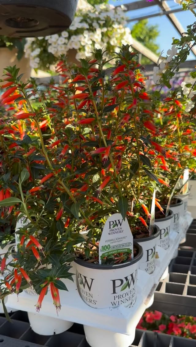 Proven winners are ready for this summer weather we have this weekend!
@provenwinners #northarlingtonnj #bergencountynj #rutherfordnj #lyndhurstnj #kearnynj