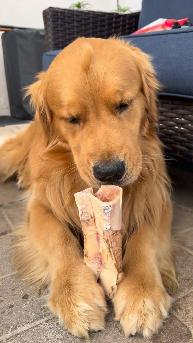 🦴 Happy Frozen Bone Friday! 🐾
Swing by IB Pet on your way home from work and stock up on raw bones for the weekend! Raw bones are great enrichment, help satisfy your dog’s natural need to chew, support dental health, and keep pups happily occupied. 🐶
Plus… the marrow is the best part according to the dogs. 😋
❄️ Frozen bones available at all IB Pet locations + same day delivery through Instacart!
#FrozenBoneFriday #IBPet #RawFedDogs #RawFeeding #DogEnrichment HealthyDogs
