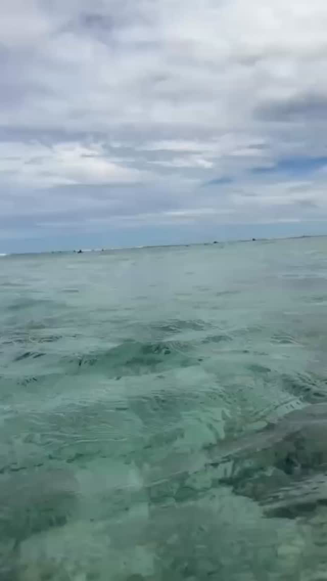 If you’re anything like Journey South Travel Coordinator Jess, you’ll find yourself drawn to the water... again and again 💙
Especially in Rarotonga, where crystal-clear conditions reveal moments like this 🐢🐠
📩 Let us curate your Cook Islands escape, DM for more.
#JourneySouthTravel #CookIslands #Rarotonga #WildlifeEncounters #Snorkelling #LuxuryTravel #IslandEscape #OceanExperience #TropicalTravel #BespokeTravel