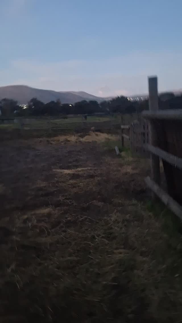 Running a rescue isn’t just feeding horses… it’s being personally supervised by 4-legged managers every single day 🤣🐴
Morning routine?
✅ Breakfast served on time
✅ Bum scratches delivered immediately
✅ Apples handed over without negotiation 🍎
❌ Forget any of the above and prepare for the attitude 😅😅
Every one of our rescue horses has their own personality, their own little demands, and their own story ❤️
Some came from sadness, neglect, and uncertainty… but now they know love, safety, and routine 🥹✨
And honestly? Watching them heal, trust again, and boss us around like royalty is the greatest gift of all 👑🐎
Arabella especially makes sure we NEVER forget her morning bum scratch and apple… she runs a very strict operation 🤣🍎
These horses may have been rescued… but they rescue pieces of us too ❤️
#tomrohaven #rescuehorses #horsefamily #equinerescue #horselove rescuedismyfavoritebreed sanctuarylife horsehumor equinehealing animalrescue horsepower specialsouls farmlife horsesofinstagram rescueanimals