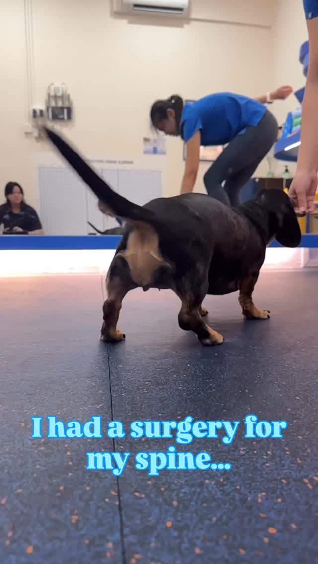Meet Maru 🐾
Following an IVDD surgery,
Maru became increasingly sensitive around her tummy area,
which initially seemed unusual because the surgery itself wasn’t there.
This was a reminder that pain doesn’t always appear where we expect it to.
Following spinal injury and surgery,
nerves can remain irritated and sensitive during recovery.
In some dogs, this may present as dermatomal pain,
where discomfort is felt along areas supplied by affected nerves
rather than directly over the affected site.
For owners, these changes can feel worrying,
especially when they seem to appear unexpectedly during recovery.
Understanding expected pain patterns can help make the rehab journey feel a little less uncertain.
Sometimes, looking a little closer helps us better understand what the body is telling us 🐾
#nimblepaws #movementmatters #caninerehab #dogphysio #sgdogs