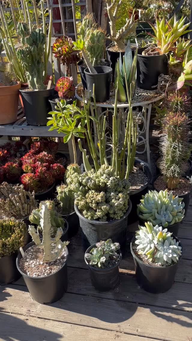 Just some of the incredible uncommon and hard to find eye popping freaky plants we offer. Stay tuned in June when The Dry Garden Nursery celebrates its unbelievable 40th anniversary!!! Prizes galore including Rolix Watches, 1936 Rolls Ricye Phantom Covertible, trips to Wash. DC with a meat and greet with your favorite pedophile politicians and a tour of the Donald J Trump Museum of Lies and much much more!