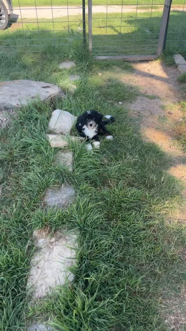 Brie wanted me to remind you that she is still available and ready for her forever home 🐶 She’s a mini bernedoodle estimated to weigh 25/30 lbs full grown, already has 2 rounds of vax, a perfect bill of health, and is quickly mastering her kennel/potty training! Ask about her 🩷
