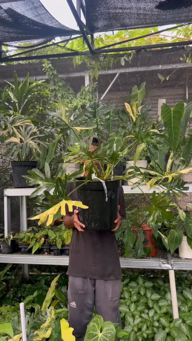 Yang mau DM ya 🌱
#indotropicalplant #plants #tropicalplants #plantnursery #tanamanhias
