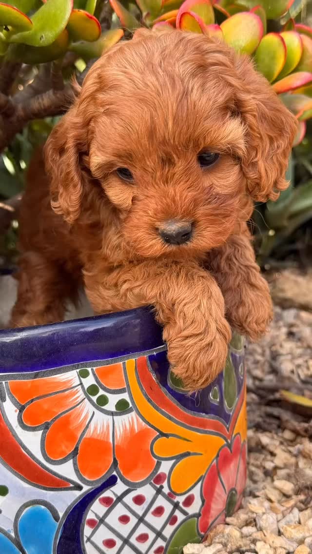 Have you been thinking about bringing home a furever friend? 🐾
Summer is hands-down one of the best seasons to welcome a puppy into your home. Longer days mean more outdoor time for potty training, plenty of room to run those puppy wiggles out, and a relaxed schedule to bond and build routines that last a lifetime.
At Tinkerpups, we’re here to make your dog ownership dream a reality. From our trusted training partner Baxter & Bella to the guidance and resources on our website, we’ll walk you through every step, from puppy pickup to that first confident “sit.”
Ready to find your perfect match? Visit the link in our bio to learn more about our Cavapoos and Cavaliers.
.
.
.
#tinkerpups #cavapoo #santabarbara #cavalier