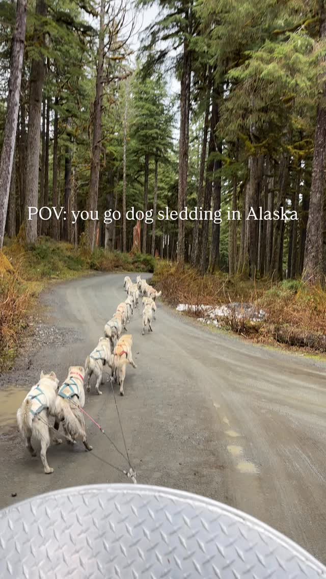 #TravelAlaska #JuneauAlaska #DogSledding #AlaskanCruise #SavourTheJourney