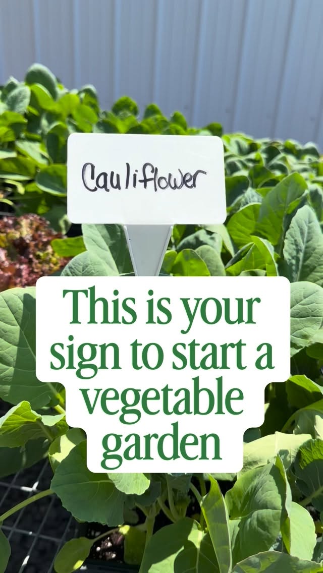 🥦🥒🥬 If you’ve been on the fence about starting a vegetable garden, this is your sign to make it happen
We have a great selection of vegetable plants to choose from, stop by and grab some before they’re gone!
New to gardening and looking for some tips? We’re happy to help and answer any questions you have at the Farmstand!
🗓️ Open daily, 9 a.m. to 5 p.m.
📍4933 NY-145, Cobleskill, NY 12043
#eatlocal #buylocal #vegetables #garden #schohariecounty