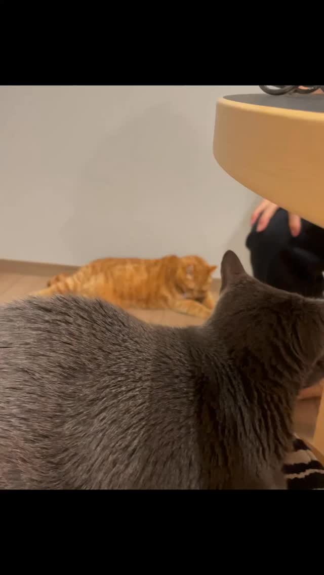 だんごちゃん越しのたわし
リーダーが遊んでくれるの待ってるよー
#CAPPYTOYS
#猫のおもちゃのサブスクリプション
#キャピートイズ
#ロシアンブルー
#ちゃとら