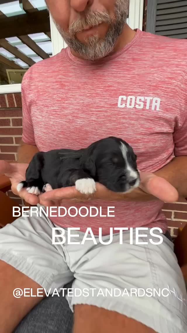 Loving our Bernedoodle beauties, 2 weeks old and starting to see some peepers @elevatedstandardsnc ❤️#bernedoodlepuppy #bernedoodlesofinstagram #bernedoodle #bernedoodlepuppies