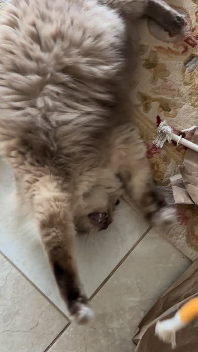 How to make a cat sneeze. #ragdollcat
