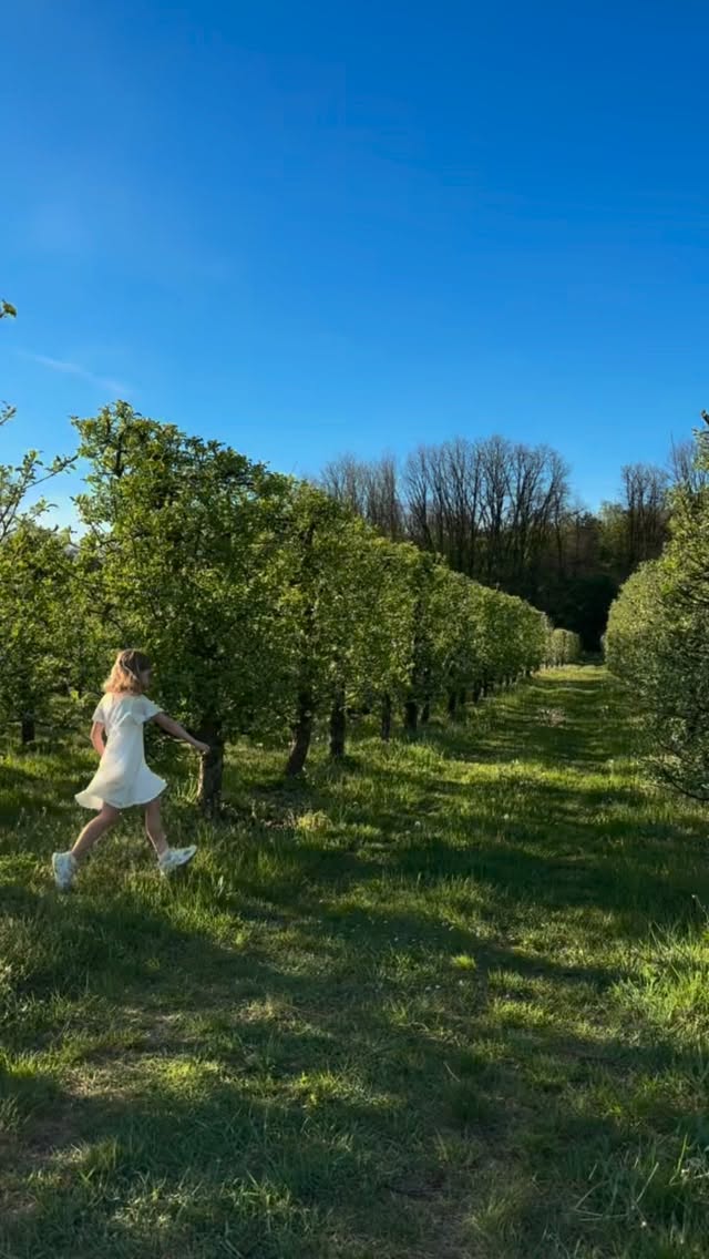Mróz tej wiosny nie pytał o zgodę.
Przeszedł przez sad nocą i zostawił po sobie ciszę tam, gdzie zwykle wszystko budzi się do życia. 🌱❄️
Większość drzew przemarzła, dlatego w tym roku owoców będzie mniej. Ale jedno się nie zmienia, dalej robimy wszystko z sercem, szacunkiem do natury i ogromną wdzięcznością za to, co udało się uratować. 🍓❤️
Czasem natura przypomina, że nie wszystko da się zaplanować. I właśnie dlatego każdy słoik jest naprawdę wyjątkowy.
#natura #przymrozki #sad #sadownictwo