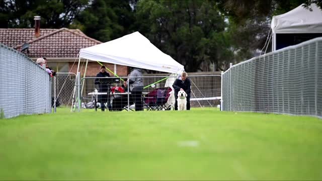 We have had a great week with the dogs this week.
Another qualifying run for Coda at Thursdayโs SprintDog. Gaining more points towards his SprintDog Advanced title. Sparkles also got to have a little go at chasing plastic bags during the lunch break.
Here is a video from a couple of weeks ago at another SprintDog event. ๐ถโจ thank you Kellie Jayne Photography for the great video of my boy.