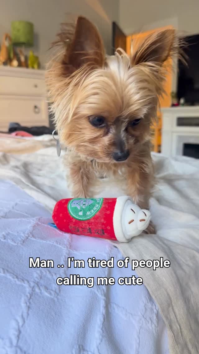 POV: the tiniest dog in the house is preparing for battle… and by battle, I mean aggressively protecting me from absolutely nothing 😂🐾
Joshua really wants everyone to know he’s not “just cute.” The problem is… he weighs 5 pounds and still looks like a stuffed animal when he gets angry 😭
Tell me your dog’s funniest “tough guy” moment below 👇
#yorkie #yorkielife #dogsofinstagram #dogmom #yorkiesofinstagram