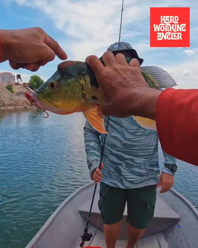 What is your plan for this weekend? #hardworkingangler #peacockbassfishingguidemalaysia #visitmalaysia #fishing #peacockbass