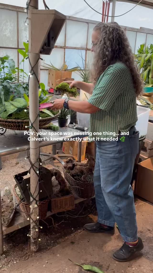 Some spaces just need the right finishing touch 🌿✨
From plant selection to custom placement, our designers create interior plant designs that bring warmth, texture, and life into your space. Whether it’s a home, office, restaurant, or commercial project — we love helping clients create spaces that feel fresh, inviting, and uniquely theirs.
Bringing nature indoors since 1976 🤍
#CalvertsPlantInteriors #InteriorPlantDesign #PlantDesign #InteriorLandscaping #OklahomaCity