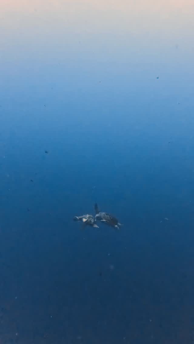 POV: You came to Cozumel for the reefs… and accidentally interrupted date night. 🐢💘
Turtle mating season is officially in session, and these two were very focused on their dive plan. 😅
Good thing our divers know how to give marine life their space while still enjoying the show underwater.
Have you ever witnessed turtle behavior like this on a dive? 👀
#AldoraDivers #CozumelDiving #SeaTurtles #DiveCozumel #Cozumel