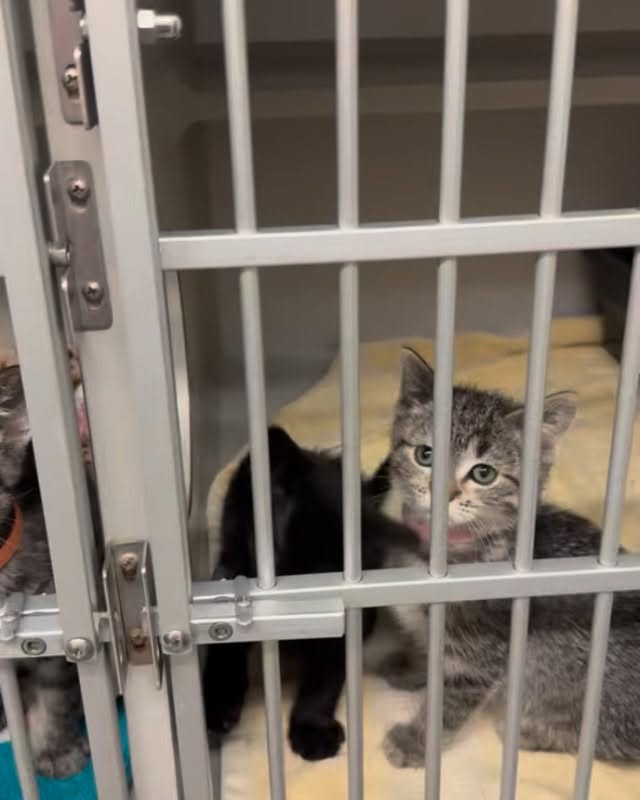 🚨 WISHLIST WEDNESDAY: KITTEN SHOWER EDITION 🚨
Remember when we said, “Maybe kitten season won’t be that bad this year”?
Narrator: It was, in fact, that bad.
We currently have 25 kittens in care, which means:
🍼 25 tiny screaming roommates
💩 Approximately 4 million litter box trips a day
🍗 We are now fully dependent on chicken broth
😴 Sleep is a distant memory
So we’re throwing a Kitten Shower because these furry freeloaders have demands. Lots of demands.
THE TINY TYRANTS NEED:
• Wet kitten food
• Dry kitten food
• Non-clumping litter
• Pet wipes
• Chicken broth
• Small scratching posts
• Laundry detergent (because someone always poops on us)
• Tiny toys for tiny criminals
Honestly, at this point we’d also accept coffee, emotional support, and someone to fold 900 blankets.
If you’d like to help keep the kitten uprising under control:
• Shop our wishlist
• Donate supplies
• Send funds for kitten essentials
• Share this post with fellow cat people who make questionable financial decisions for animals.
Thank you for helping us survive kitten season 🥲🩷
