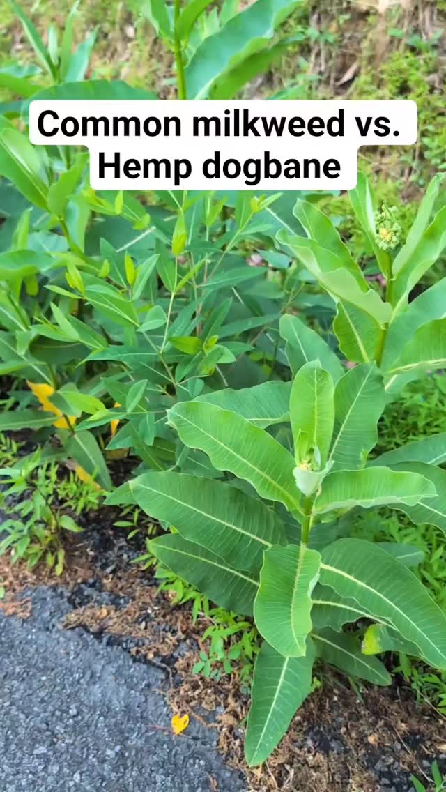 A quick primer on some of the differences between common milkweed (Asclepias syriaca) and hemp dogbane (Apocynum cannabinum).