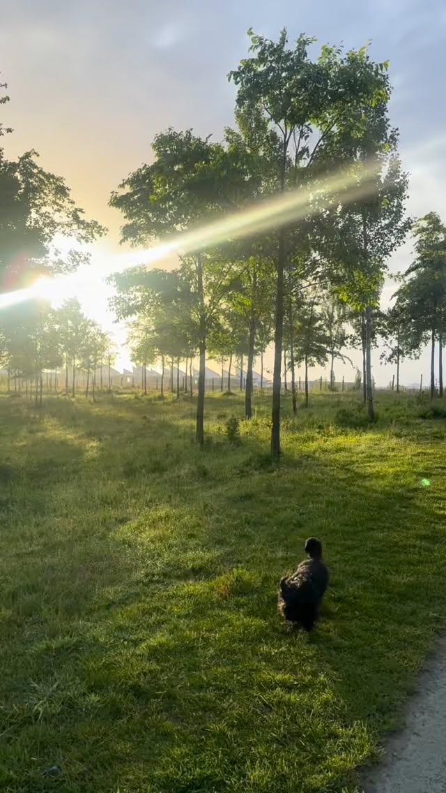 Ladies.
This will do more for your health than getting up super early & hitting up the gym under those artificial lights ….
Walk. In. The. Morning. Light.
Forcing the gym in the morning will deplete you.
Walking outdoors first thing will nourish & energise you.
Do not get me wrong - I love the gym! I usually go mid morning or early afternoon at least 4 times a week to strength train.
But NEVER do I miss my morning walking & sunlight ritual.
It is anti-inflammatory, gently signals the body to wake up, aligns your natural rhythm, gives you a moment to reflect & start the day calmly & consciously.
I often listen to piano music whilst walking as I find it so meditative & grounding.
Try it for a couple of weeks & let me know what you experience.
I promise you will be a different person .. It has been the most profound addition to my own health journey & advise every one of my clients to make it theirs ☀️
.
.
.
.
.
#MorningRitual #MorningSunlight #Walking #CircadianRhythm