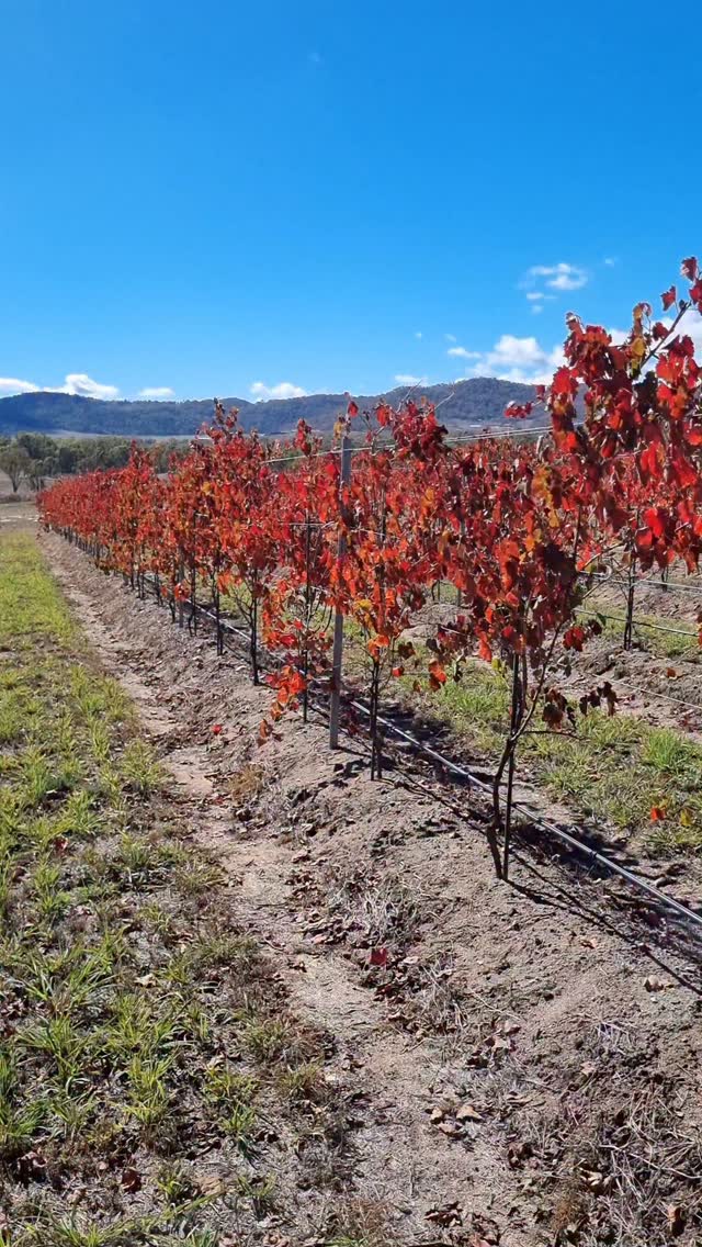 The autumn colours in the vineyard are just stunning at this time of year! We will make our first Aglianico wine from these vines next growing season. Aglianico gets its name from “Hellenico” meaning “Greek” a nod to its ancient origins believed to have been brought to southern Italy by Greek settlers over 2,000 years ago! And it makes a stunning wine!