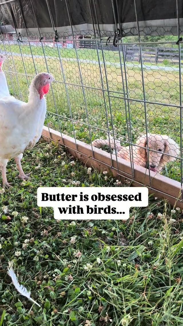 Butter's journey with the birds started a little rocky - she ate a baby turkey as soon as it arrived on the farm 😱 But fast fwd just a little and now we know the truth - she simply pulled a Lenny and loved it just a little tooo much without knowing she was hurting it. Thank goodness we give second chances around here, otherwise the love affair between Butter and Birds would never have been allowed to flower. Give second chances yall - most of the time it works out just great 💛💛💛
#doxies #dachshundofinstagram #chickens #interspeciesfriendship