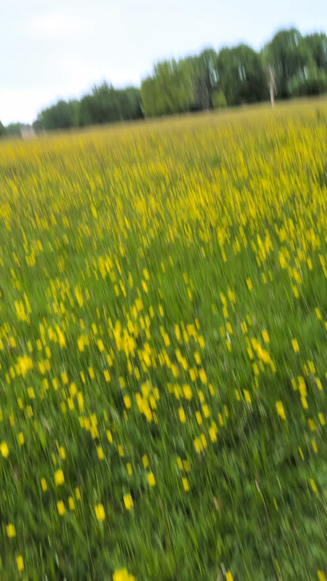 Give him soft ground under foot and a sea of buttercups and Brew is in his element!! #englishpointer #canicrossdog #nonstopdogwear #wiggleandwag #vetrition